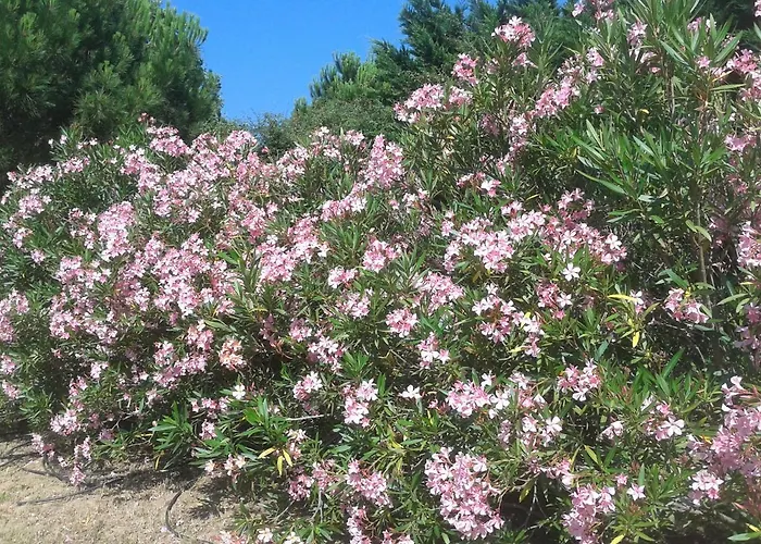 Couette-café Chez Yvette , C'est Chouette!! Carcassonne