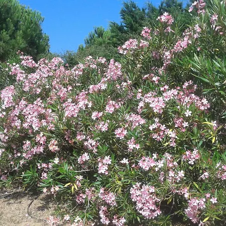 Alojamento de Acomodação e Pequeno-almoço Chez Yvette , C'est Chouette!! Carcassonne