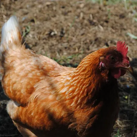 Bed & Breakfast Chez Yvette , C'est Chouette!! *