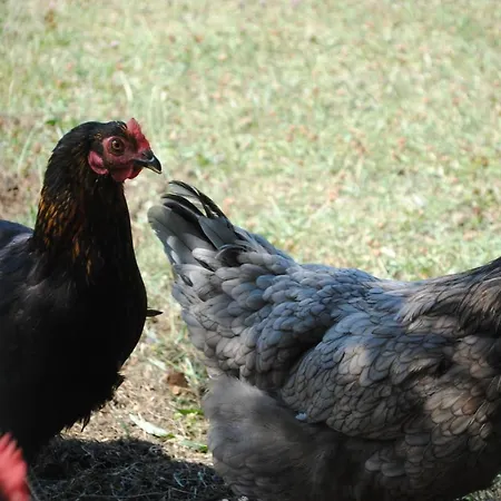 Chez Yvette , C'est Chouette!! Alojamento de Acomodação e Pequeno-almoço Carcassonne
