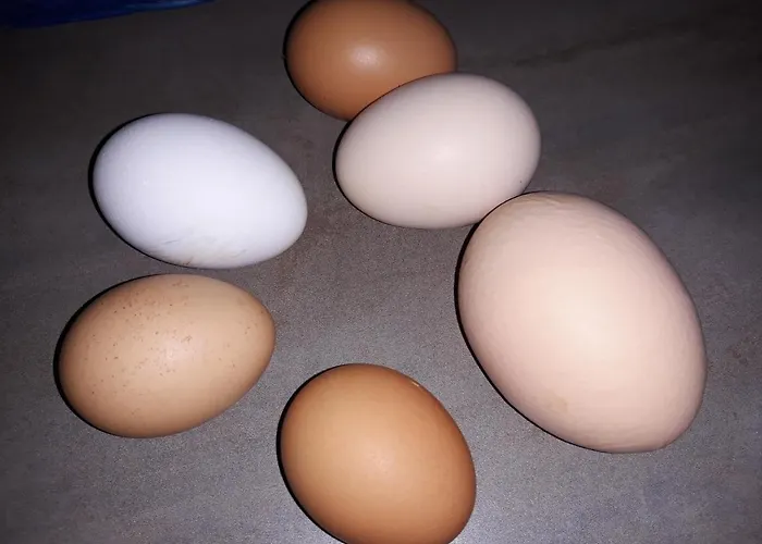 Bed & Breakfast Chez Yvette , C'est Chouette!! *