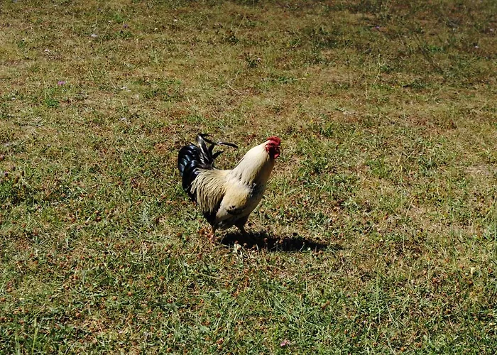 Chez Yvette , C'est Chouette!! Bed & Breakfast Carcassonne
