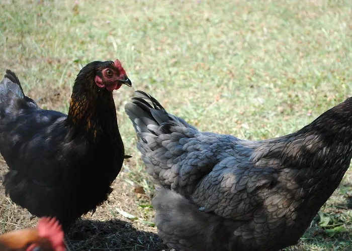 Chez Yvette , C'est Chouette!! Bed & Breakfast Carcassonne